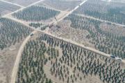 雄安新区采用区块链技术建设“千年秀林”，创造人类造林历史
